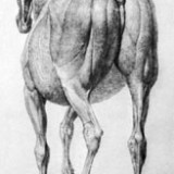 Stubbs, Ecorché Horse, c1766